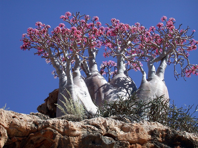 Socotra: As Galápagos do Oriente Médio