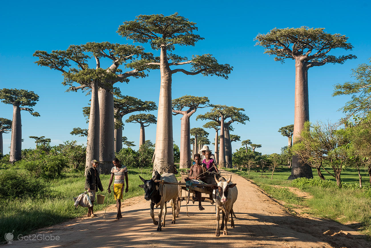 Madagascar: A Oitava Maravilha do Mundo
